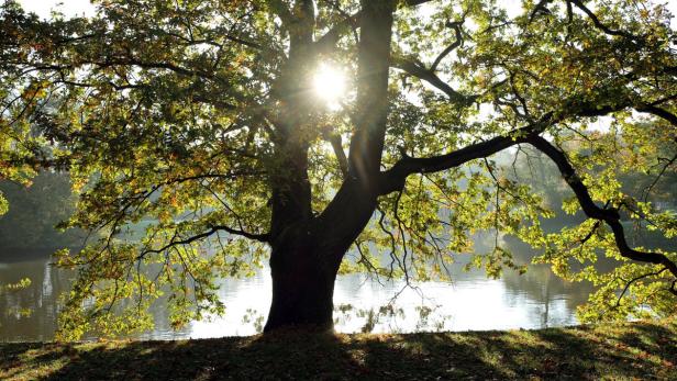 Die Sonne scheint durch die Blätter eines großen Baumes am Ufer eines Sees.