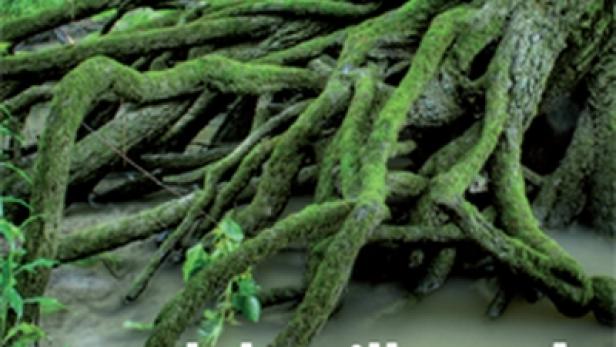 Das Cover der Zeitschrift „Wald“ zeigt einen Baum mit moosbewachsenen Wurzeln in einem Bach.