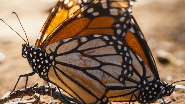 Bereits im Raupenstadium nehmen die Monarchfalter Giftstoffe aus Seidenpflanzen auf. Dadurch sind die Schmetterlinge für einige ihrer Fressfeinde geschmacklich unattraktiv und ihr Verzehr ruft unangenehme Nebenwirkungen hervor.