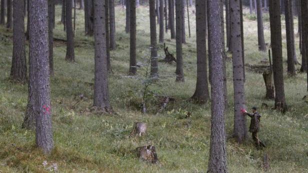 Ein Mann markiert Bäume mit roter Farbe in einem dichten Wald.