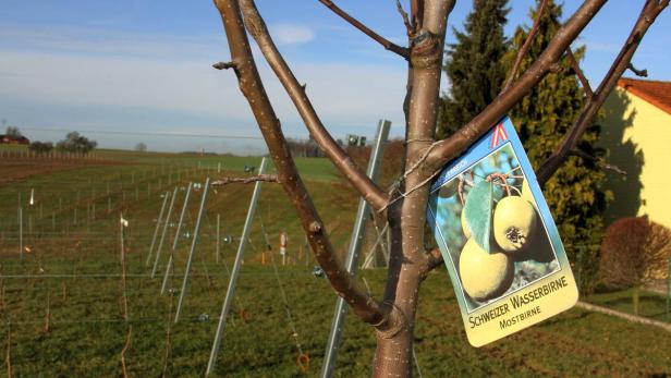 Alte robuste Birnensorten sollen die Zukunft der Mostproduktion sichern