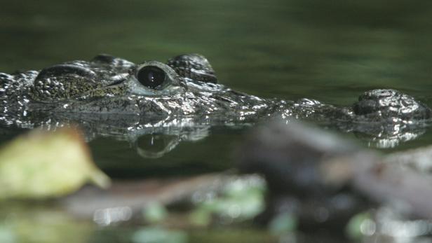 35-Jähriger in Australien vermutlich von Krokodil getötet