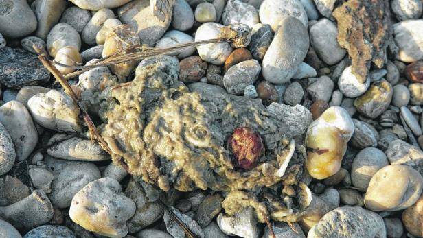 Speisefett am Donau-Strand