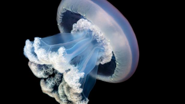 Eine Qualle mit einem durchscheinenden Schirm und weißen, blumenkohlartigen Tentakeln vor schwarzem Hintergrund.