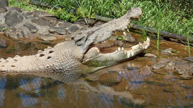 Krokodil-Attacke: Brite springt für Flirt in Fluss
