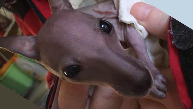 Baby-Känguru hat noch keinen Namen