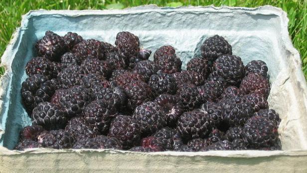 Eine Schale voller Brombeeren auf einer Wiese.