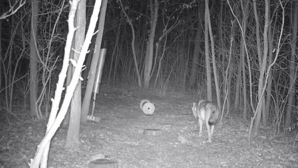 Ein Wolf aufgenommen mit Wildtierkamera auf einem undatierten Archivbild.