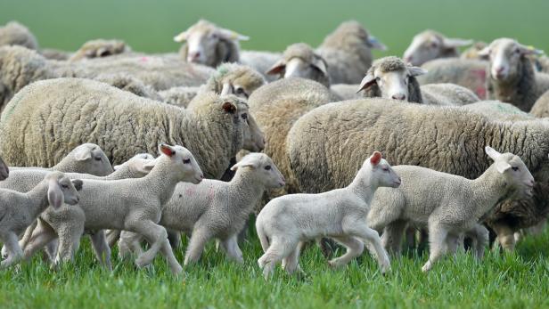 Eine Herde Schafe und Lämmer auf einer grünen Wiese.