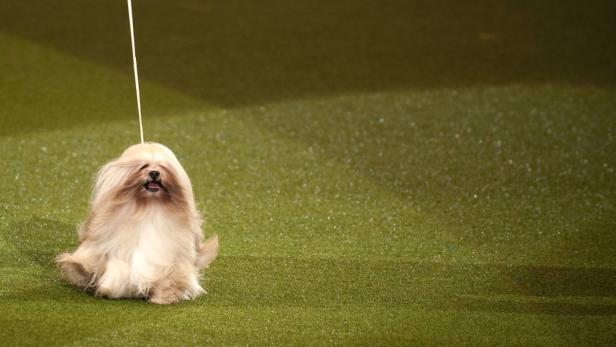 Ein Lhasa Apso sitzt auf einer grünen Oberfläche.