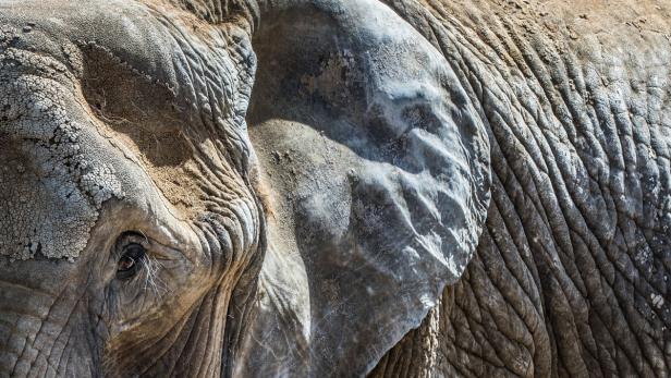 Nahaufnahme des Kopfes und des Ohrs eines Elefanten.