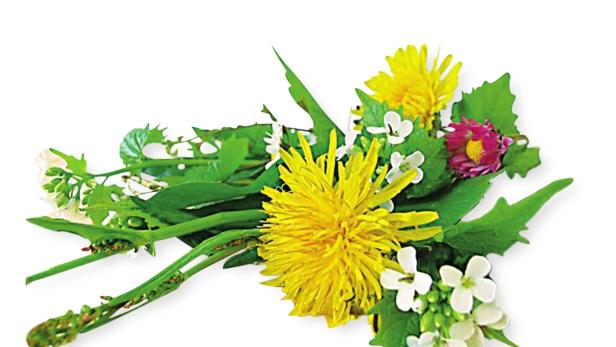 Ein Arrangement aus Löwenzahn, Gänseblümchen und grünen Blättern auf weißem Grund.