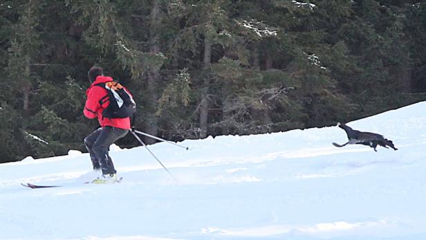 Ein Skifahrer fährt einen Hang hinunter, während ein Hund neben ihm herläuft.