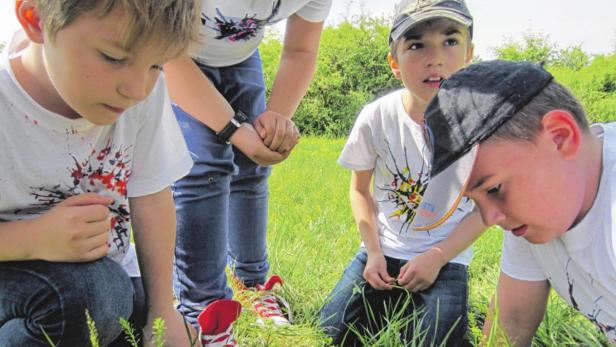 Volksschüler suchen nach Heuschrecken