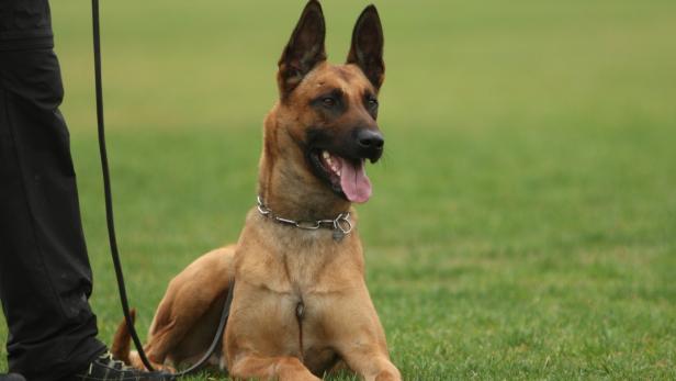 Polizeihund "Chester" stellte drei flüchtende Einbrecher