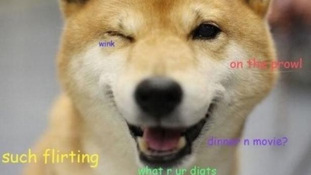 Ein Shiba Inu Hund zwinkert in die Kamera.