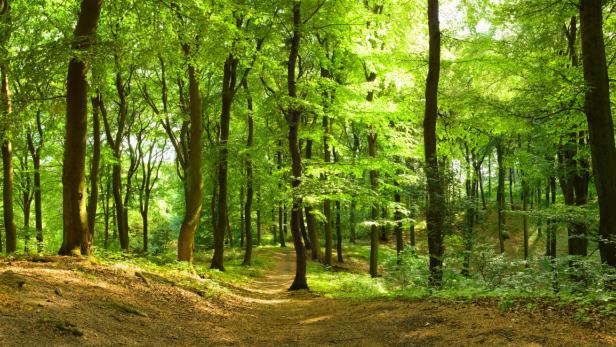 Spekulationsobjekt Wald