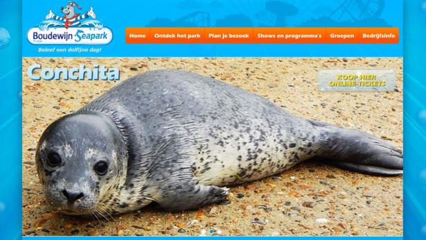 Eine Robbe namens Conchita liegt am Strand.