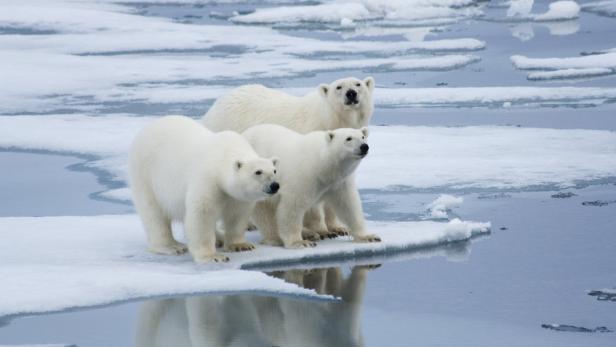 Drei Eisbären stehen auf einer Eisscholle im Wasser.