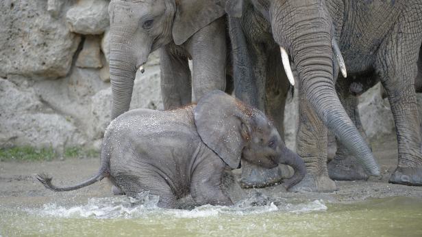 Ein Elefantenbaby plantscht im Wasser, während zwei erwachsene Elefanten daneben stehen.