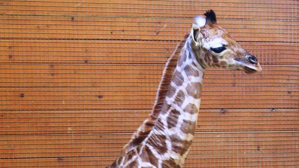 ABD0026_20151230 - KRENGLBACH - ÖSTERREICH: ZU APA0136 VOM 30.12.2015 - Der Giraffennachwuchs (links unten) im Zoo Schmiding in Krenglbach bei Wels aufgenommen am Dienstag, 29. Dezember 2015. Das 1,65 Meter große Giraffenbaby konnte bereits 45 Minuten nach der Geburt auf eigenen Beinen stehen. - FOTO: APA/ZOO SCHMIDING - ++ WIR WEISEN AUSDRÜCKLICH DARAUF HIN, DASS EINE VERWENDUNG DES BILDES AUS MEDIEN- UND/ODER URHEBERRECHTLICHEN GRÜNDEN AUSSCHLIESSLICH IM ZUSAMMENHANG MIT DEM ANGEFÜHRTEN ZWECK UND REDAKTIONELL ERFOLGEN DARF - VOLLSTÄNDIGE COPYRIGHTNENNUNG VERPFLICHTEND ++