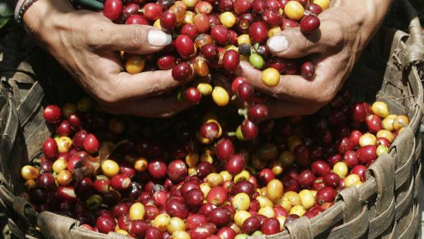 Hände schütten Kaffeekirschen in einen Korb.