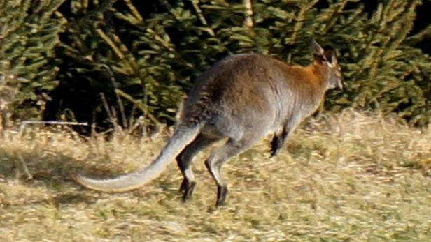 Kärntens einzig wildlebendes Känguru ist tot.
