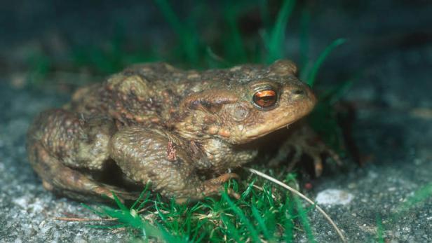 Naturschutzbund sucht mehr Betreuer für Amphibienzäune