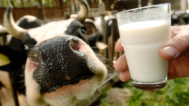 Eine Kuh schaut auf ein Glas frische Milch.