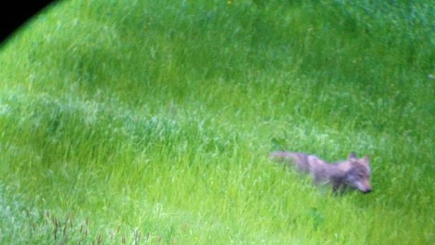 Ein Wolf steht in einem Feld mit hohem, grünen Gras.