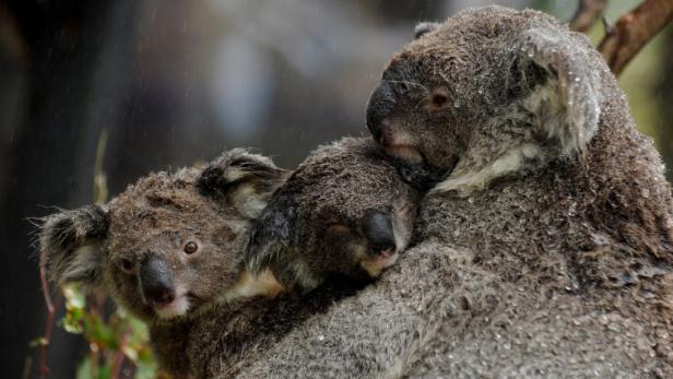 Ein Koala hält im Regen ein Jungtier im Arm, ein weiterer Koala schaut zu.