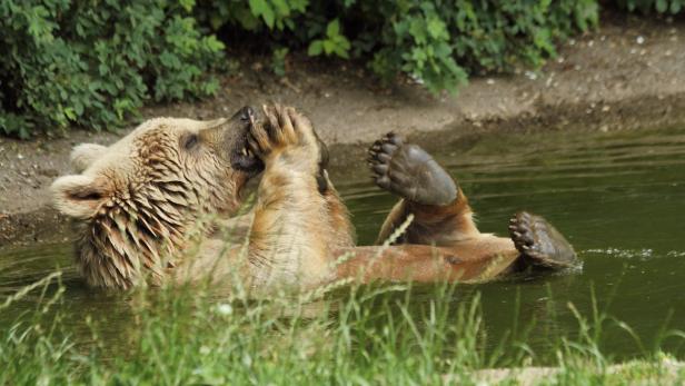 Bär Eddie ist tot