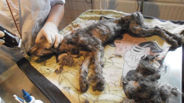 Ein Tierarzt schert das Fell einer Katze auf einem Untersuchungstisch.