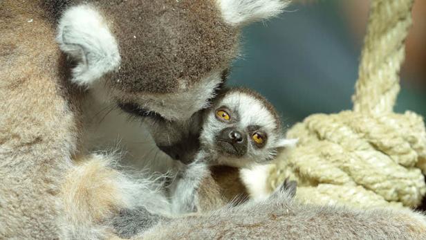 Ein Lemur kümmert sich um sein Junges.
