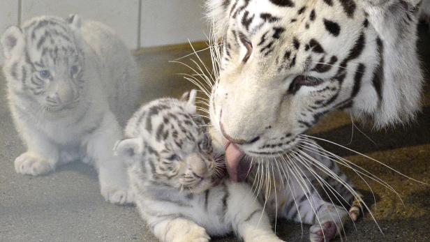 Weiße Tiger-Fünflinge im "weißen Zoo" Kernhof