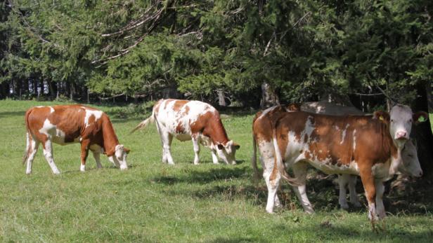 Burgenland: Bauern bei Viehhandel betrogen