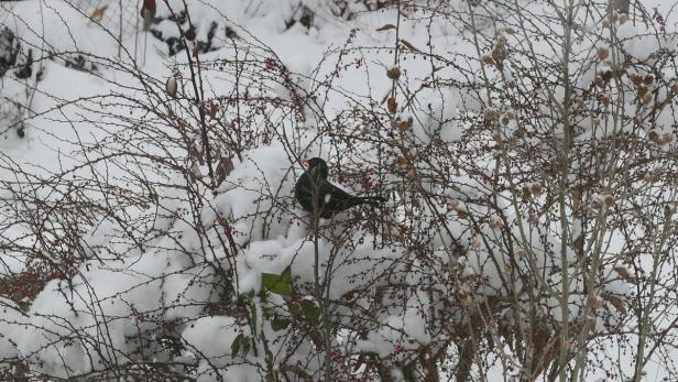 Bodenständiges im Winter-Garten: Herr Amsel besucht die Gewöhnliche Berberitze