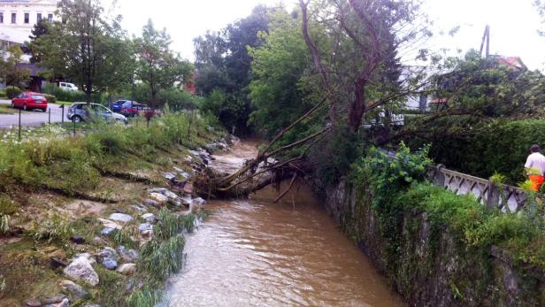 Ein trüber Fluss fließt unter einem umgestürzten Baum hindurch.