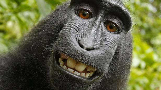 Self-portrait of a female Celebes crested macaque (Macaca nigra) in North Sulawesi, Indonesia, who had picked up photographer David Slater&#039;s camera and photographed herself with it.