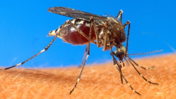 Die Aedes-Mücke überträgt unter anderem auch die Dengue-Viren
