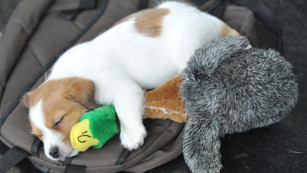 Ein schlafender Welpe kuschelt mit einem grünen und einem grauen Stofftier auf einem Rucksack.