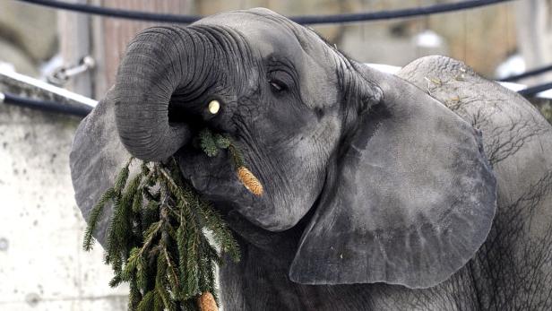 Ein Elefant frisst einen Tannenzweig.