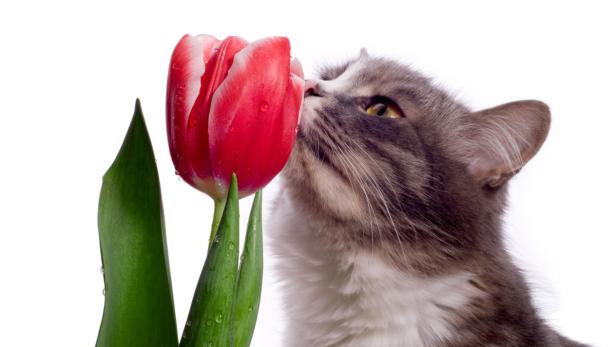 Ganz schön giftig: Gedüngte und gespritzte Schnittblumen können Katzen krank machen.