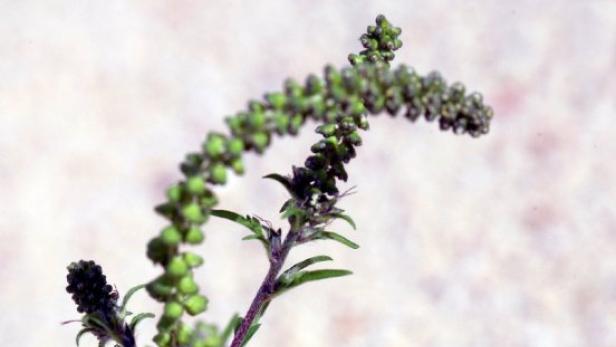 Medizin-Mythen: Wirkt Artemisia-Tee gegen Malaria?