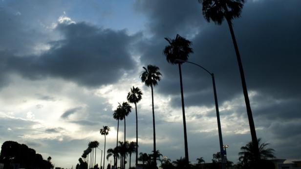 Eine Reihe von Palmen steht unter einem bewölkten Himmel.