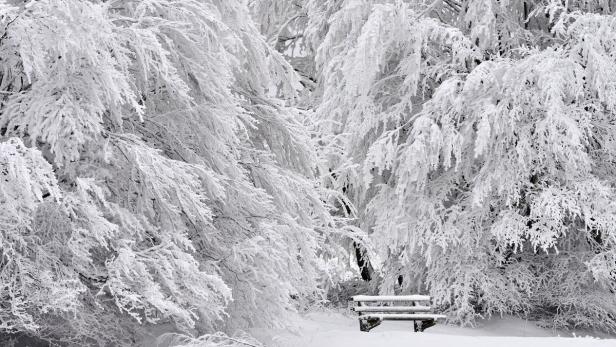 Lichte, winterliche Baumbestände wirken sich besonders positiv auf den Parasympathikus, den Nerv der Ruhe, aus.