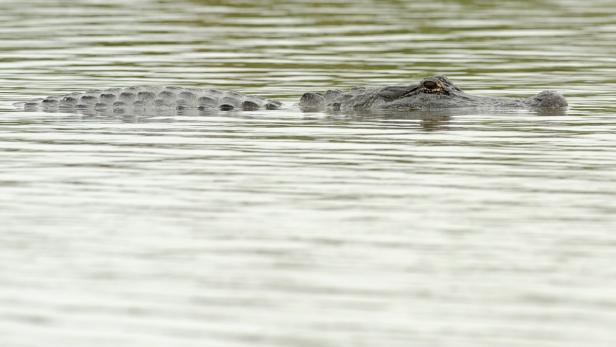 Ein Alligator schwimmt in einem Gewässer.