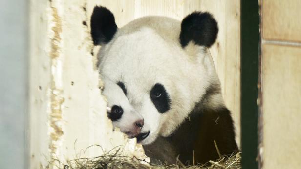 Mutter Yang Yang blickt mit ihrem Pandabuben aus der Wurfbox im Tiergarten Schönbrunn in Wien.