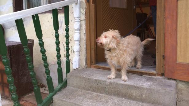 Hund Sammy rettete das Leben seines Frauchens in St. Kathrein im Burgenland