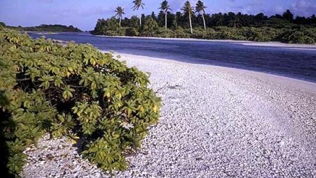 Ein tropischer Strand mit weißem Sand und Palmen im Hintergrund.